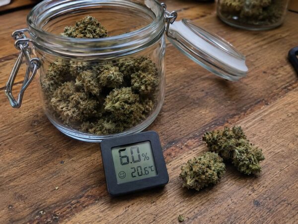Cannabis curen. Ein Glas mit Cannabisblüten und einem Hygrometer
