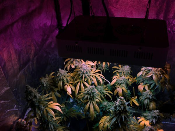 eine Indoor Cannabis Plantage