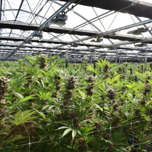 Cannabisplantage
