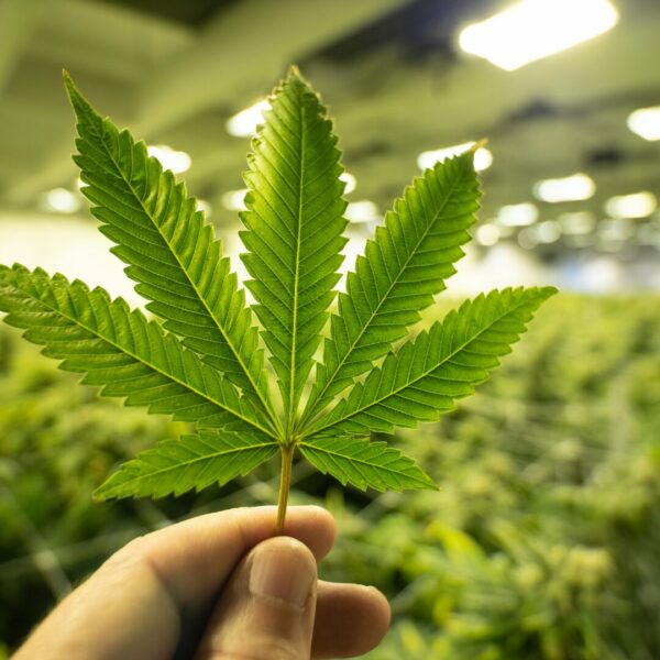 Ein Cannabisblatt