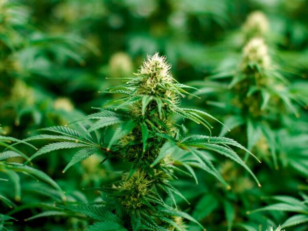 eine Cannabisblüte