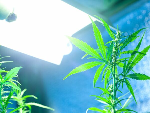 Eine Cannabispflanze unter einem Licht - verzögert sich die Eröffnung der Cannabis Clubs?