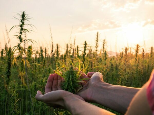 Hanfanbau- Hände halten eine Hanfblüte auf dem Feld.