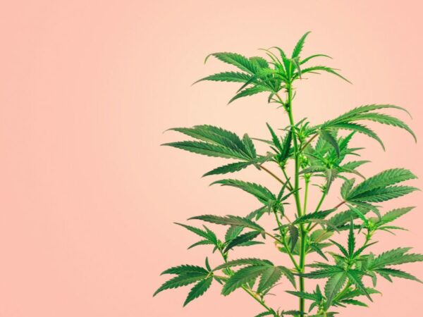 Eine Cannabispflanze vor rosa Hinergrund