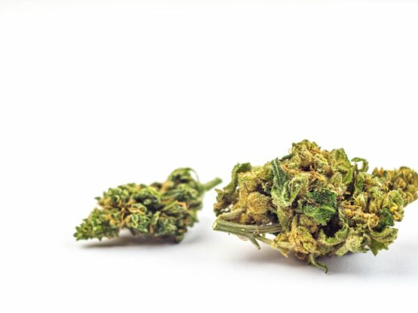 Eine Cannabisblüte