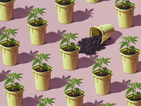 eine Gruppe von Cannabispflanzen in Töpfen