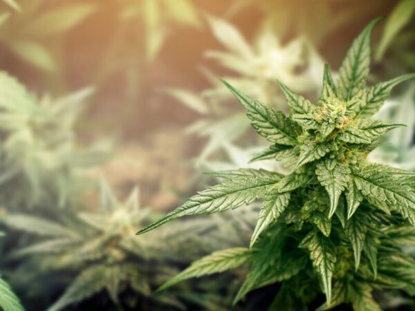 Cannabis Club, Mecklenburg Vorpommern