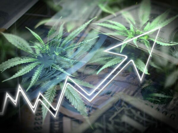 Cannabis Investitionen können sich lohnen- der Umsatz steigt bei Synbiotic SE