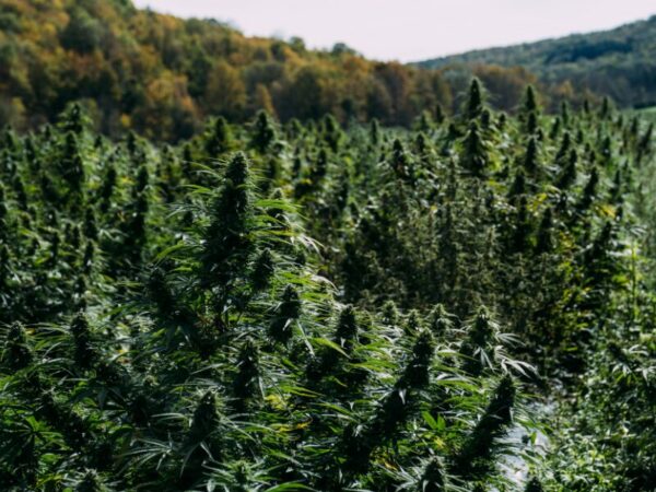 Der Anbau von Cannabis ist in Marokko unter Umständen erlaubt.