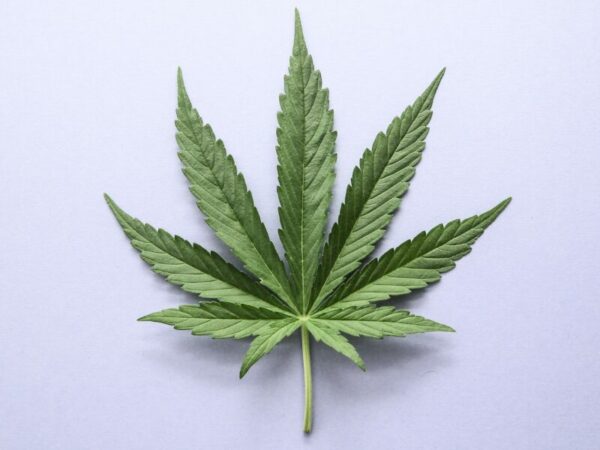 Ein Cannabisblatt
