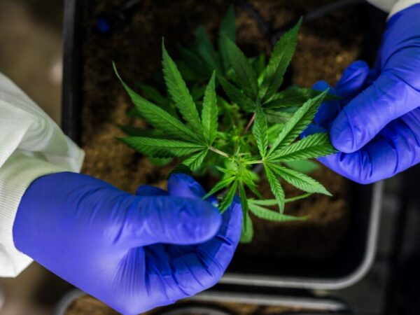 Die Verordnung für Cannabis Forschung wurde freigegeben. Man sieht eine Cannabis Pflanze die mit Handschuhen angefasst wird.