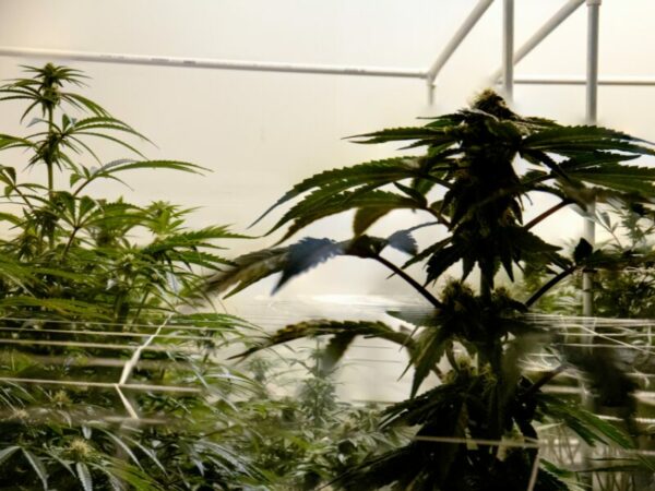 Cannabispflanzen sind zu sehne, wie Anbauvereine sie mittlerweile legal anbauen könnten- wenn sie denn die Lizenz dafür erhalten.