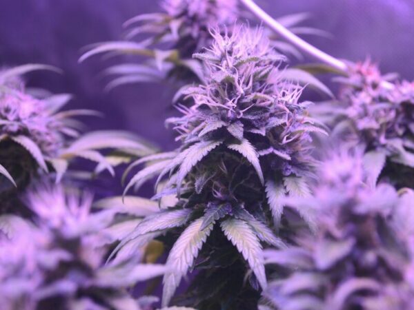 Anbauverein Rheinhessen feiert erste Ernte. Eine Cannabispflanze im purple Light.
