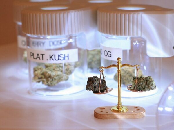 Cannabis Buds mit kleiner Wage- der deutsche Strafverteidiger Verband sind Rücknahme des Gesetzes kritisch.