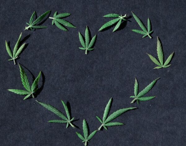Ein Herz aus Cannabisblätter. Die Koalitionsverhandlungen sind abgschlossen, das Gesetz bleibt bestehen.