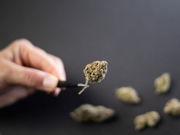 Studie in der Schweiz - die legale Abgabe wird getestet. Hier ist eine Cannabisblüte zu sehen.