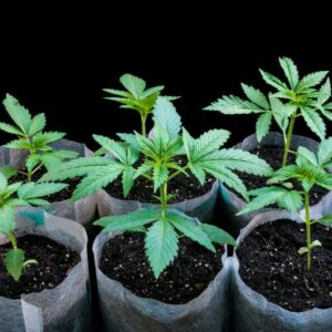 Handeltreiben mit Cannabis - hier sind Cannabis Setzlinge zu sehen.