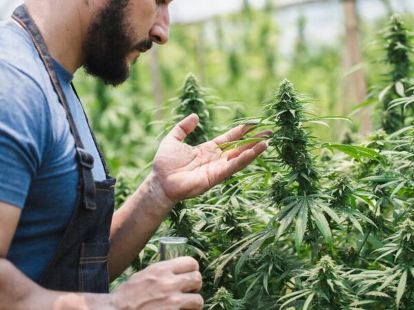 Ein Mann riecht an einer Cannabis Pflanze, vielleicht in einem Cannabis Club. Dieser bereitet sich für die legale Abgabe von Cannabis vor- in Bamberg lief das leider schief.