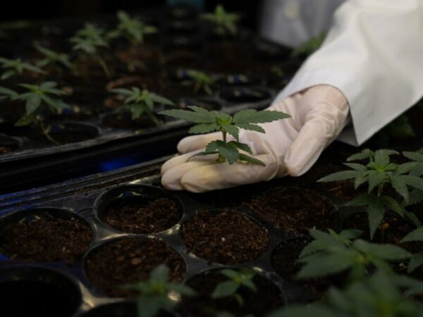 Anbauvereine in Deutschland benötigen weniger strenge regeln. Eine behandschuhte Hand hebt einen Cannabis Steckling