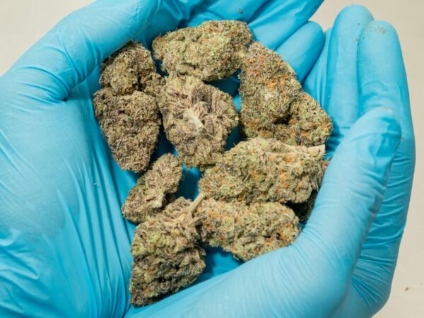 Medizinisches Cannabis. Die Cannabis Höchstmenge für den Import ist erreicht.
