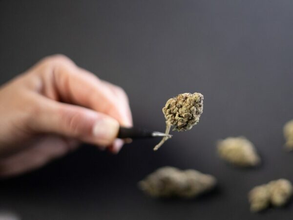 wird es bald ein Verbot von medizinischen Cannabisblüten geben, wie hier eine zu sehen ist?