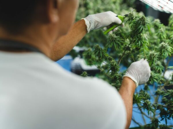 Der europäische Cannabismarkt boomt. Hier sieht man eine Person von hinten, die mit Handschuhen Cannabis schneidet