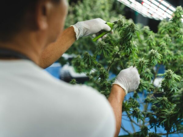 Wie funktioniert ein Cannabis Social Club? Ein Mann arbeitet an seinen Pflanzen.