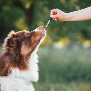 CBD für Hunde und Katzen. Ein Hund erhält CBD Öl