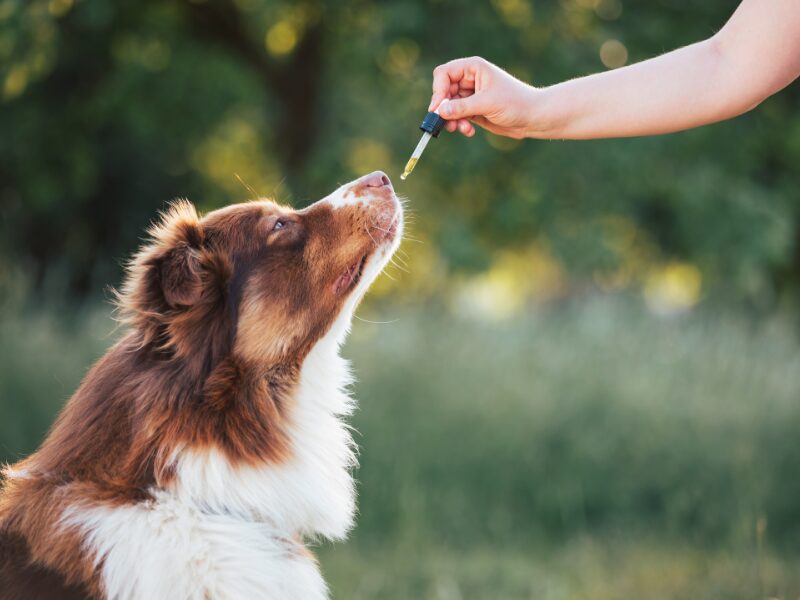 CBD für Hunde und Katzen. Ein Hund erhält CBD Öl