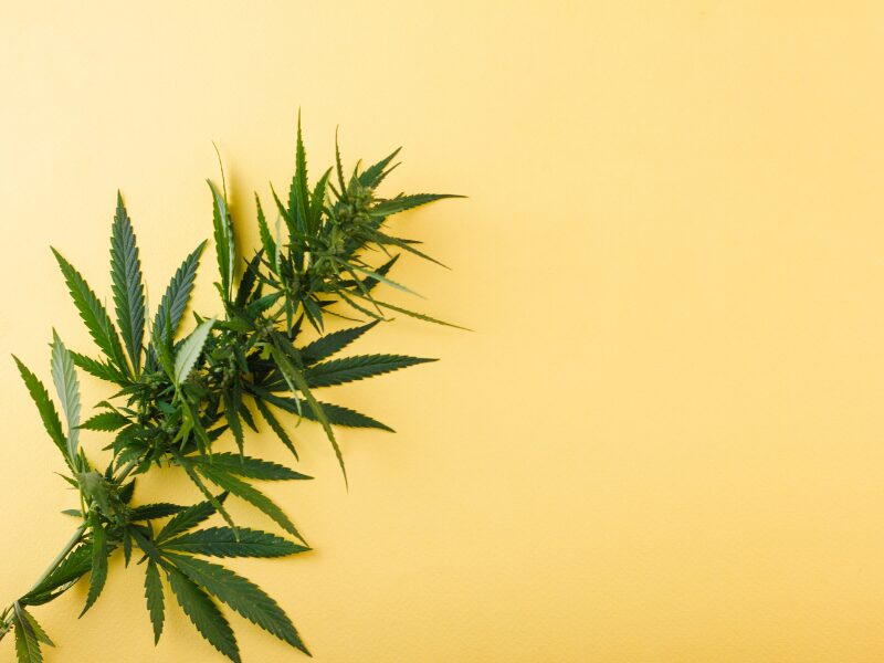 Cannabis als Ordnungswidrigkeit. Eine Cannabispflanze auf gelbem Hintergrund.