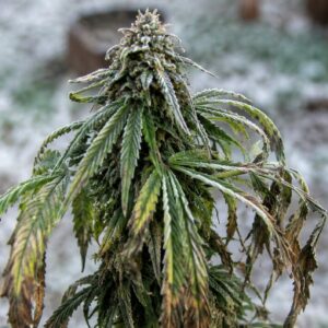 Die Cannabis Temperatur Nachts sollte auch beachtet werden. Diese Pflanze hat Frost abbekommen.