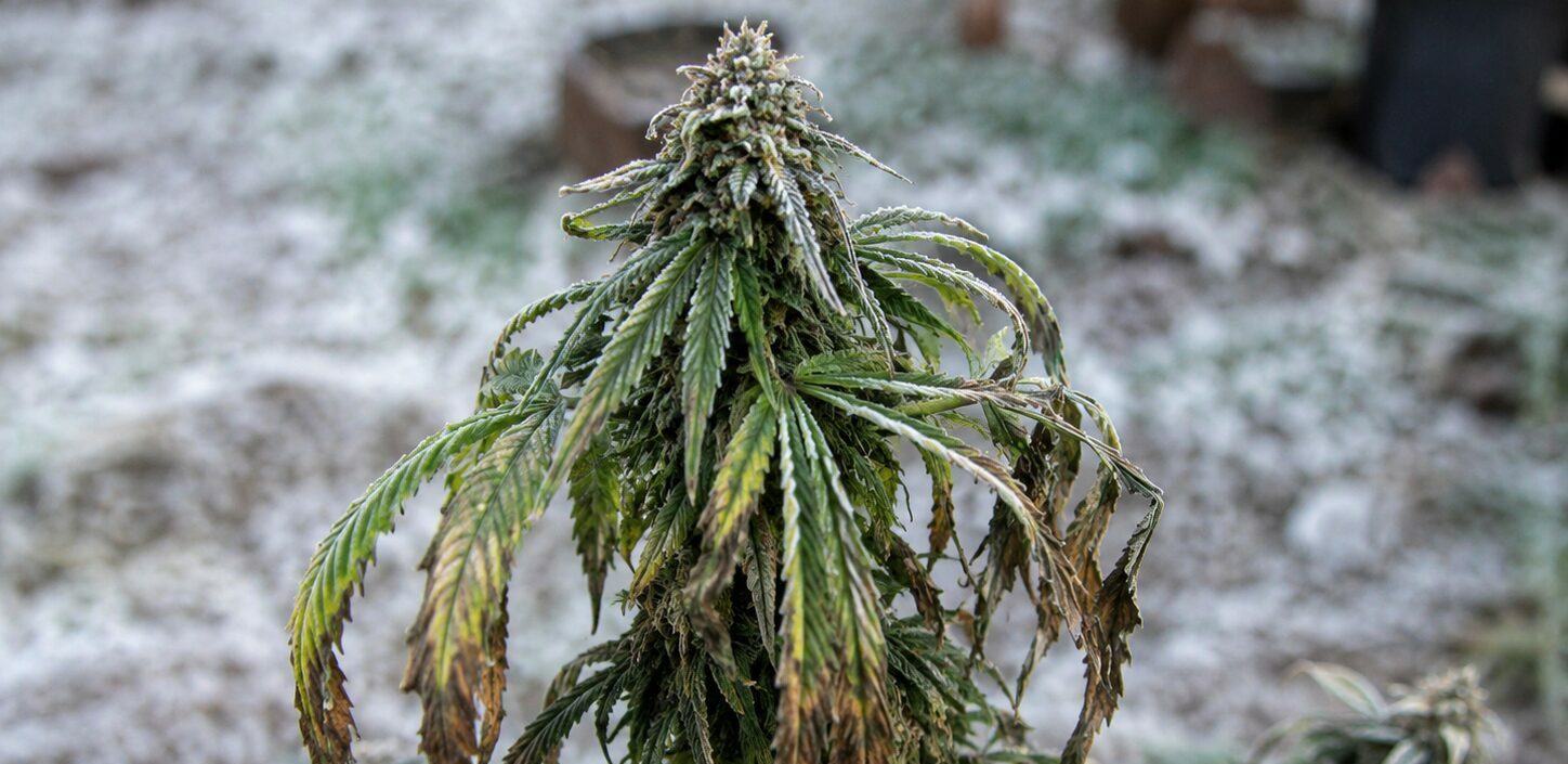 Die Cannabis Temperatur Nachts sollte auch beachtet werden. Diese Pflanze hat Frost abbekommen.