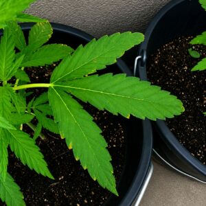 Dreifingrige Blätter bei Cannabis: Ursache, Bedeutung und wichtige Tipps