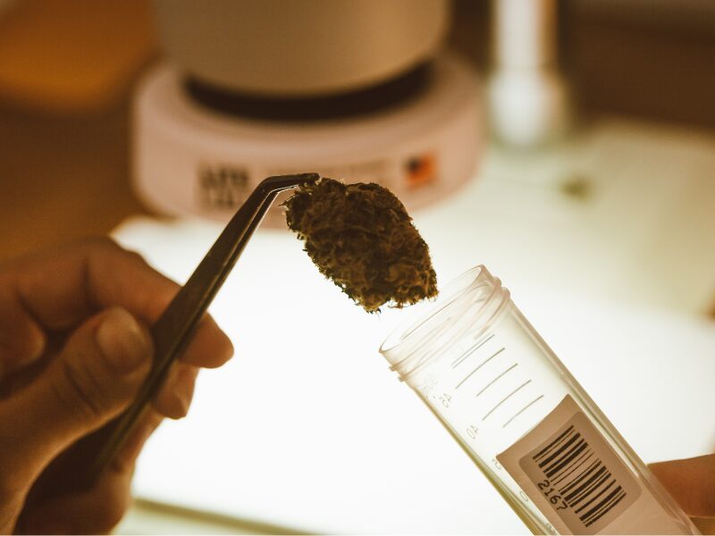 BLE Cannabis Forschungsprojekte: vier wurden genehmigt. Eine Cannabisblüte wird in ein Röhrchen gesteckt.