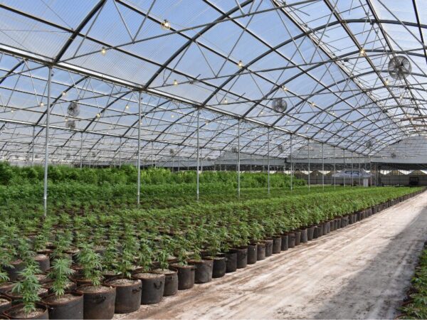 Die aktuellen Zahlen zu den Cannabis Anbauvereinigungen Deutschland