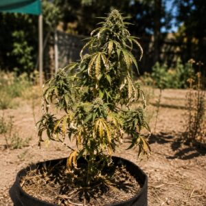 Cannabis Outdoor schützen