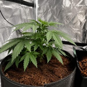 Düngen mit CANNA Coco. Eine Cannabispflanze im Homegrow auf Kokosbasis