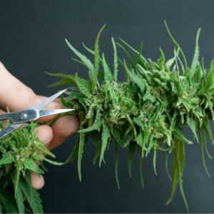 Cannabis nass oder trocken trimmen?