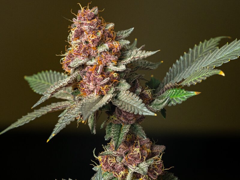 Cannabis bei Hitze, warum riecht es stärker?