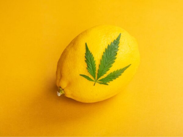 Terpene. Eine Zitrone mit einem Hanfblatt