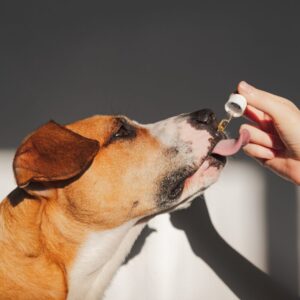 CBD Öl Hund. Ein Hund erhält Öl aus einer Pipette.