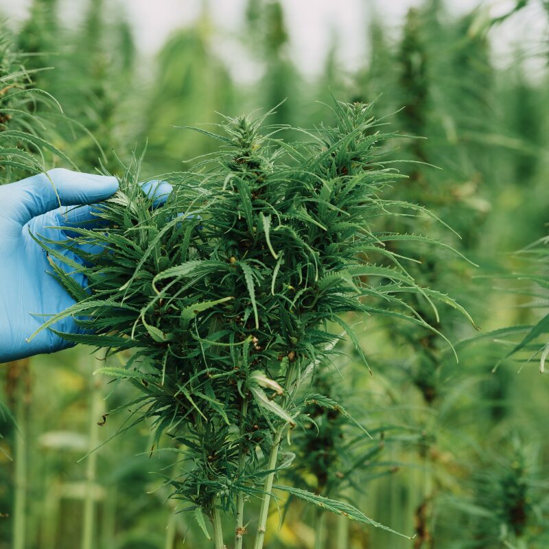 Cannabis Clubs in Bayern: Eine Hand im blauen Handschuh prüft eine blühende Cannabispflanze auf einem Anbaufeld.