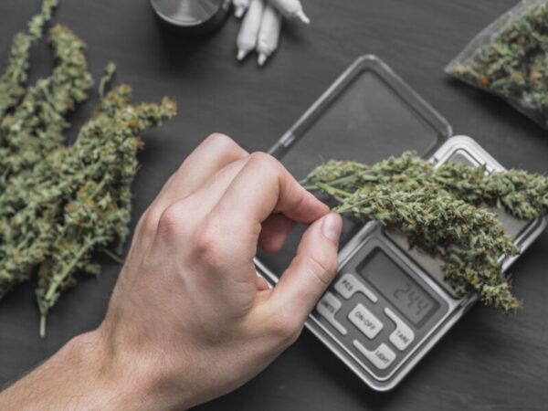 Der Schwarzmarkt wächst. Cannabis wird abgewogen