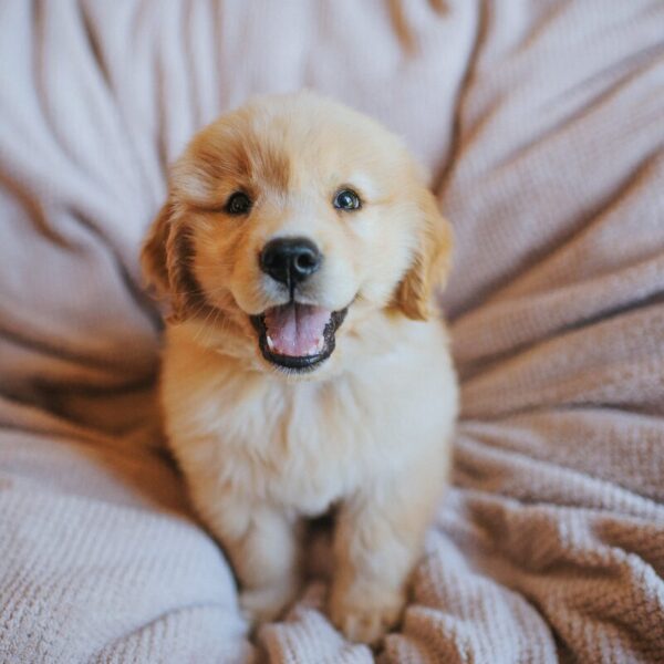 Ein Hundewelpe