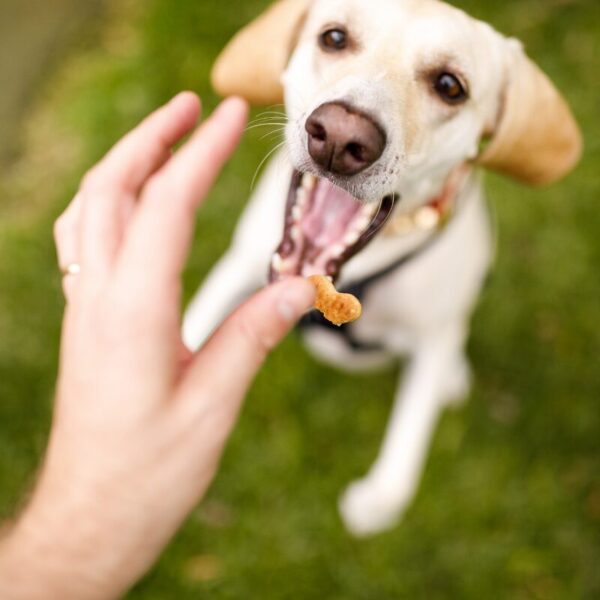 Ein Labrador erhält ein Leckerli