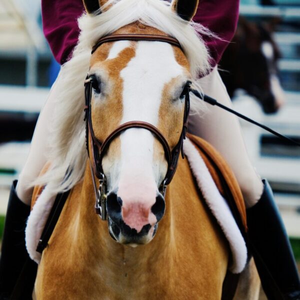 Ein Haflinger beim Turnier