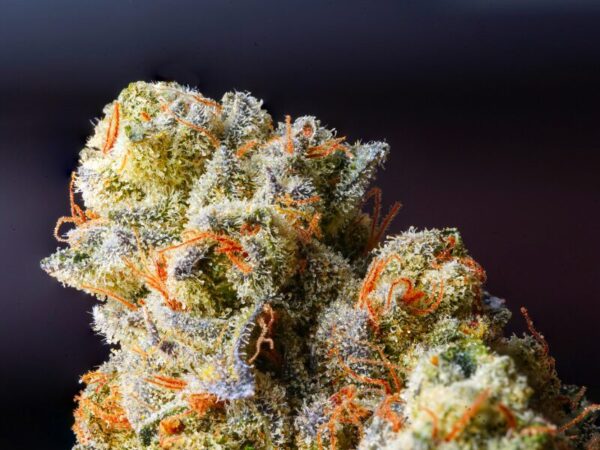 die 5 Premium Cannabissorten 2026 erklärt.