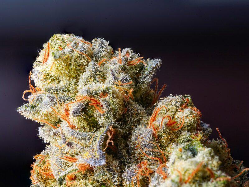 die 5 Premium Cannabissorten 2026 erklärt.
