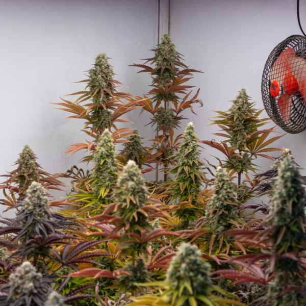 Bedrocan insolvent: blühende Cannabispflanzen in einem Indoor-Anbauraum mit Ventilator