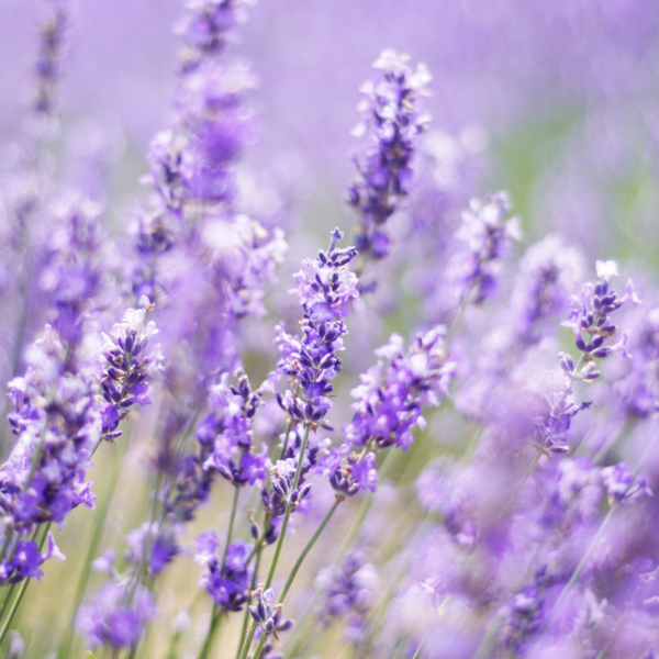 Lavendel beinhaltet Linalool